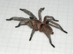 Dolichothele exilis