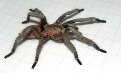 Dolichothele exilis