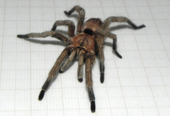 Dolichothele exilis