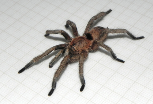 Exilis Bronze Tarantula