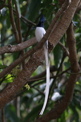 Terpsiphone paradisi