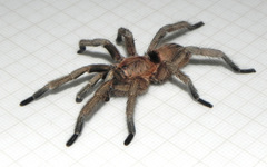 Dolichothele exilis