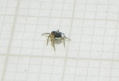 Neonella salafraria