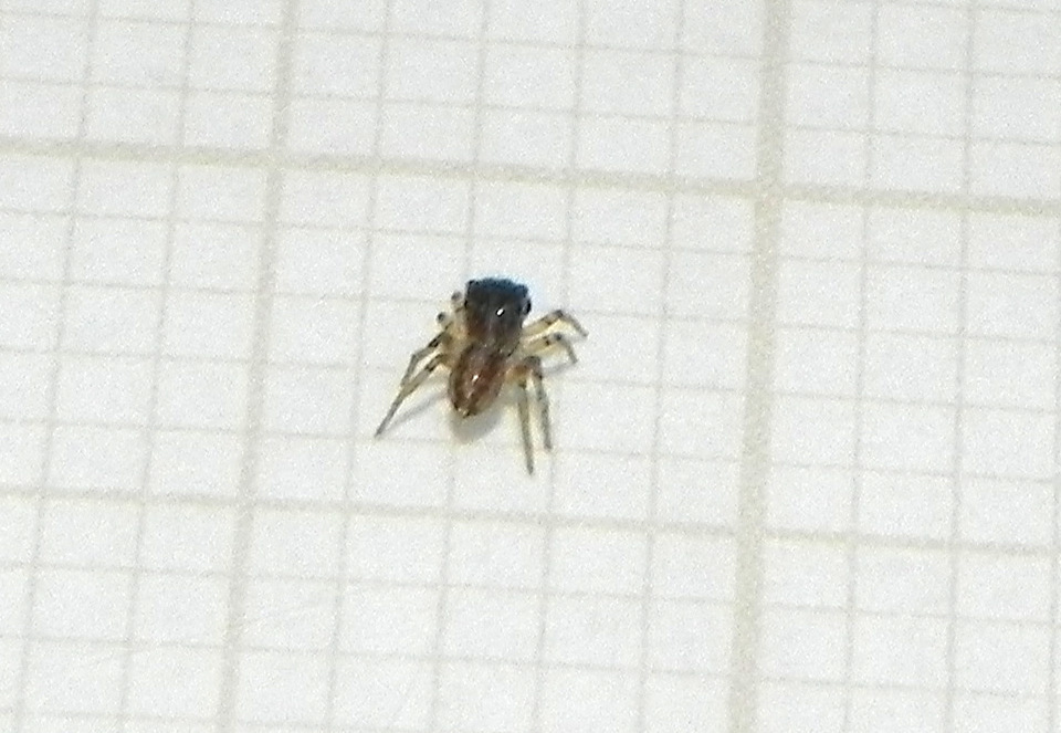Neonella salafraria