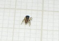Neonella salafraria