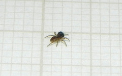 Neonella salafraria
