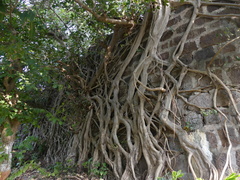 Ficus benghalensis