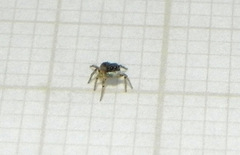 Neonella salafraria