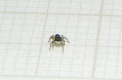 Neonella salafraria