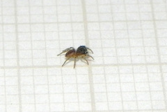 Neonella salafraria