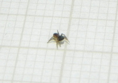 Neonella salafraria