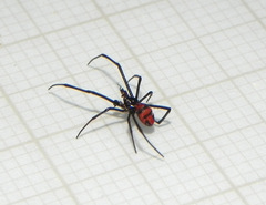 Latrodectus curacaviensis