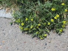 Potentilla tergemina