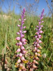 Lachenalia mutabilis
