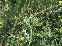 Potentilla tergemina