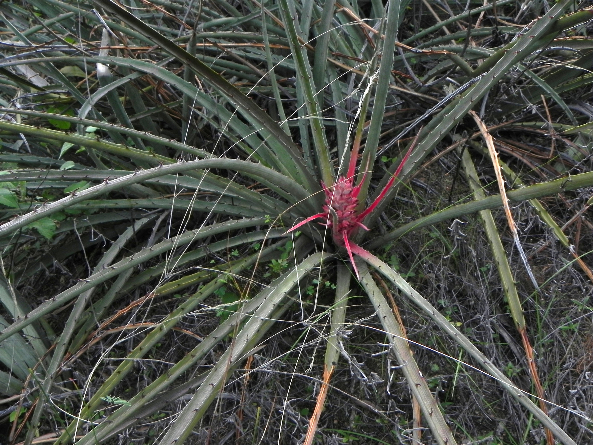 Bromelia arenaria
