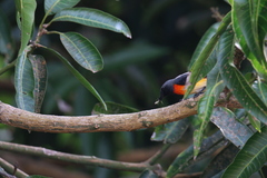 Pericrocotus cinnamomeus