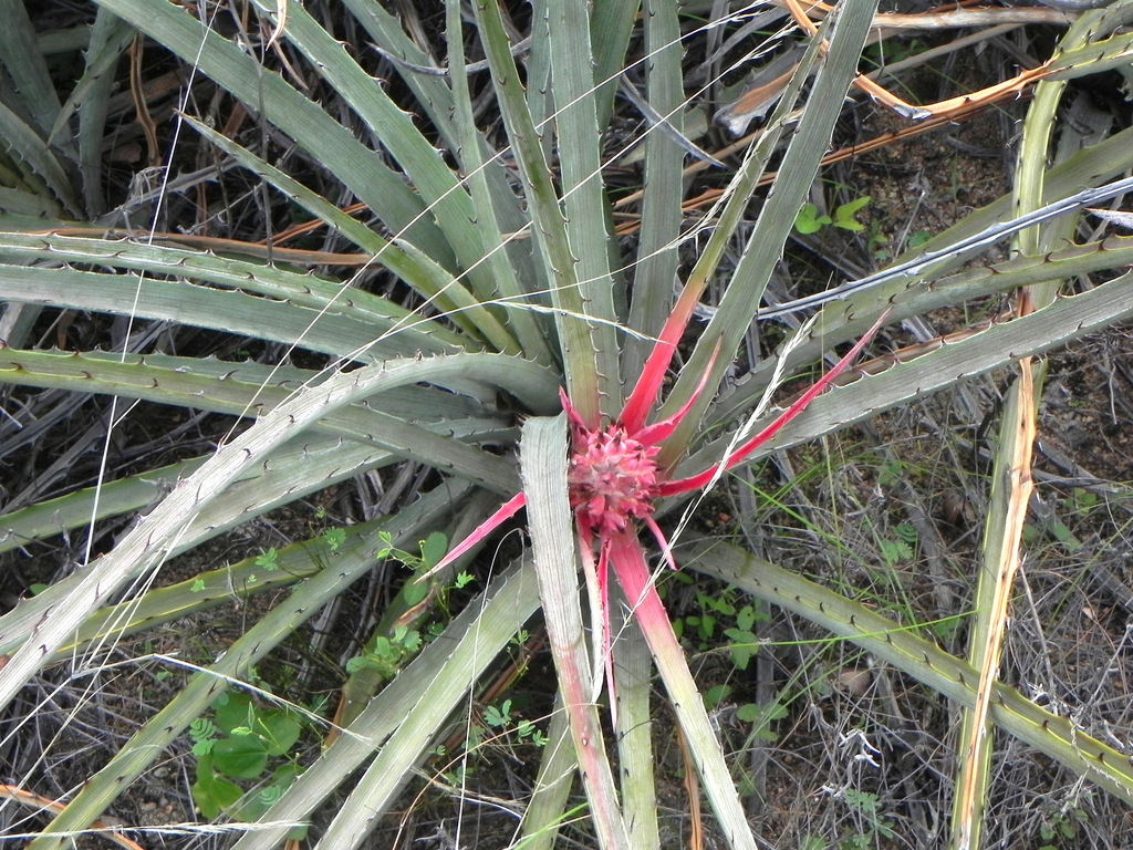 Bromelia arenaria; photograph (c) Alexandre S. Michelotto, some rights reserved (CC BY-SA)