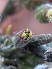 Monomorium ergatogyna