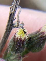 Monomorium ergatogyna