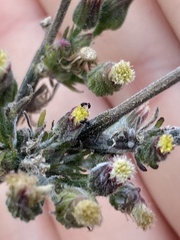 Monomorium ergatogyna