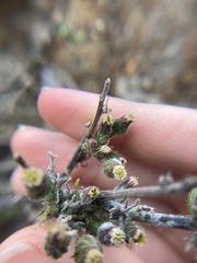 Monomorium ergatogyna