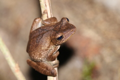 Polypedates cruciger