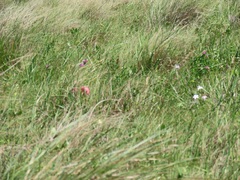 Crinum stuhlmannii delagoense