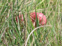 Crinum stuhlmannii delagoense