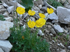 Papaver alpinum