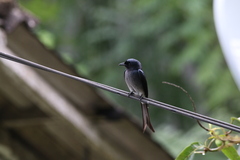 Dicrurus caerulescens