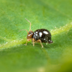 Allacma fusca