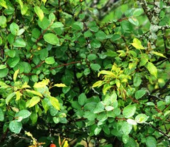 Cotoneaster alaunicus