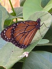 Danaus eresimus montezuma