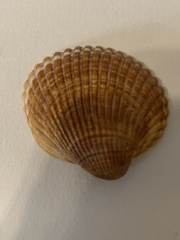 Arcidae