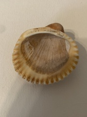 Arcidae