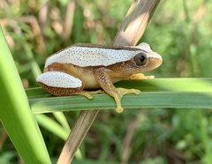 Afrixalus fornasini