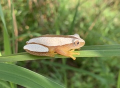 Afrixalus fornasini