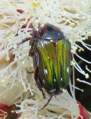 Leucocelis aeneicollis