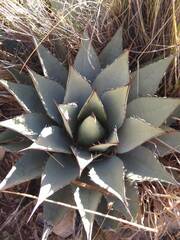 Agave parryi