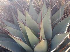 Agave parryi