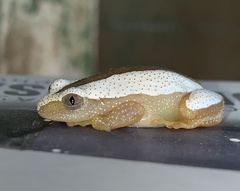 Afrixalus fornasini