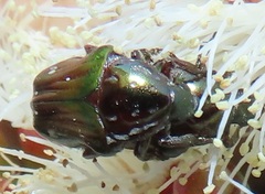 Leucocelis aeneicollis