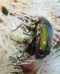 Leucocelis aeneicollis