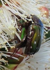 Leucocelis aeneicollis