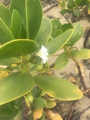 Scaevola plumieri