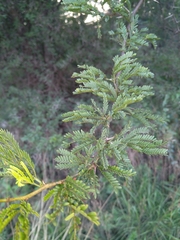Vachellia karroo