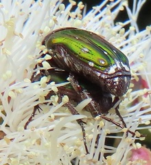 Leucocelis aeneicollis
