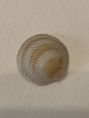 Divalinga quadrisulcata