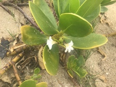Scaevola plumieri